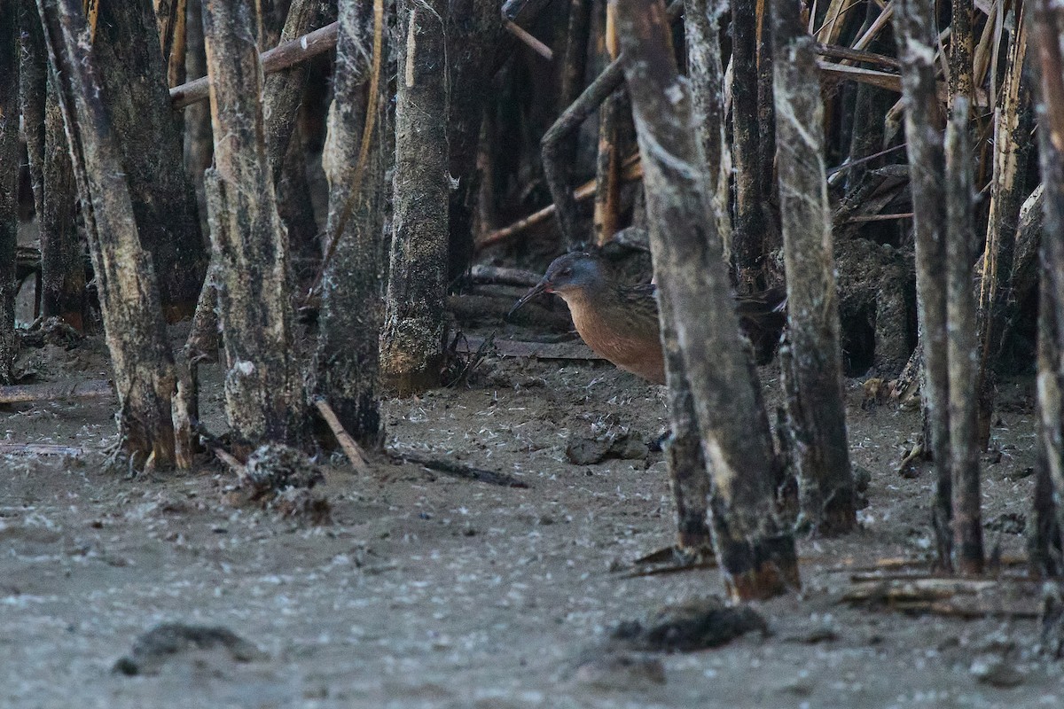 Virginia Rail - ML642542527