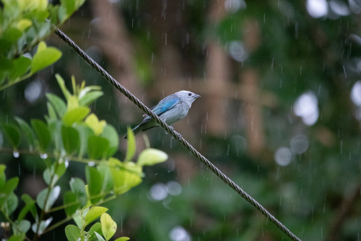 Blue-gray Tanager - ML642542573