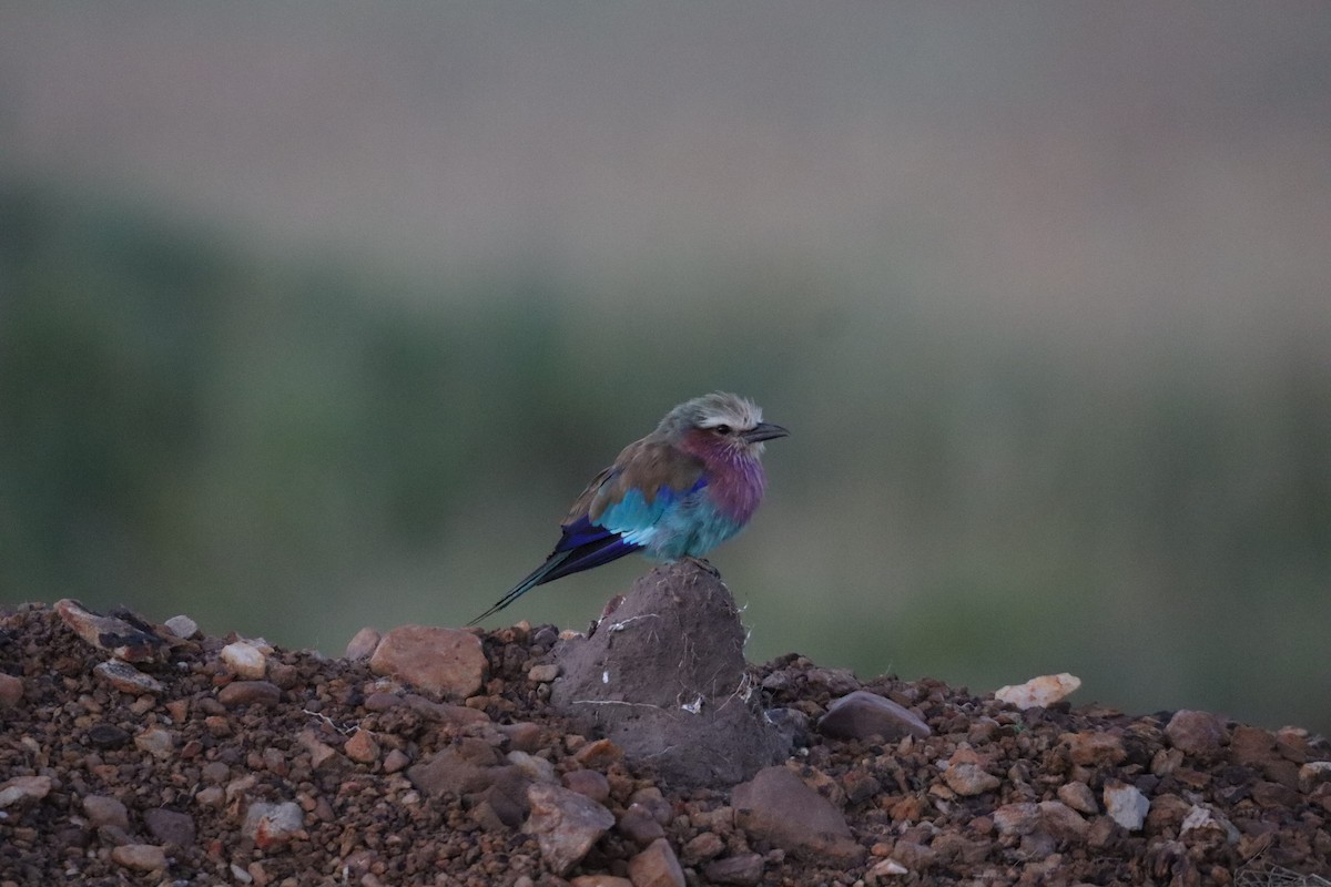 Lilac-breasted Roller - ML642542574