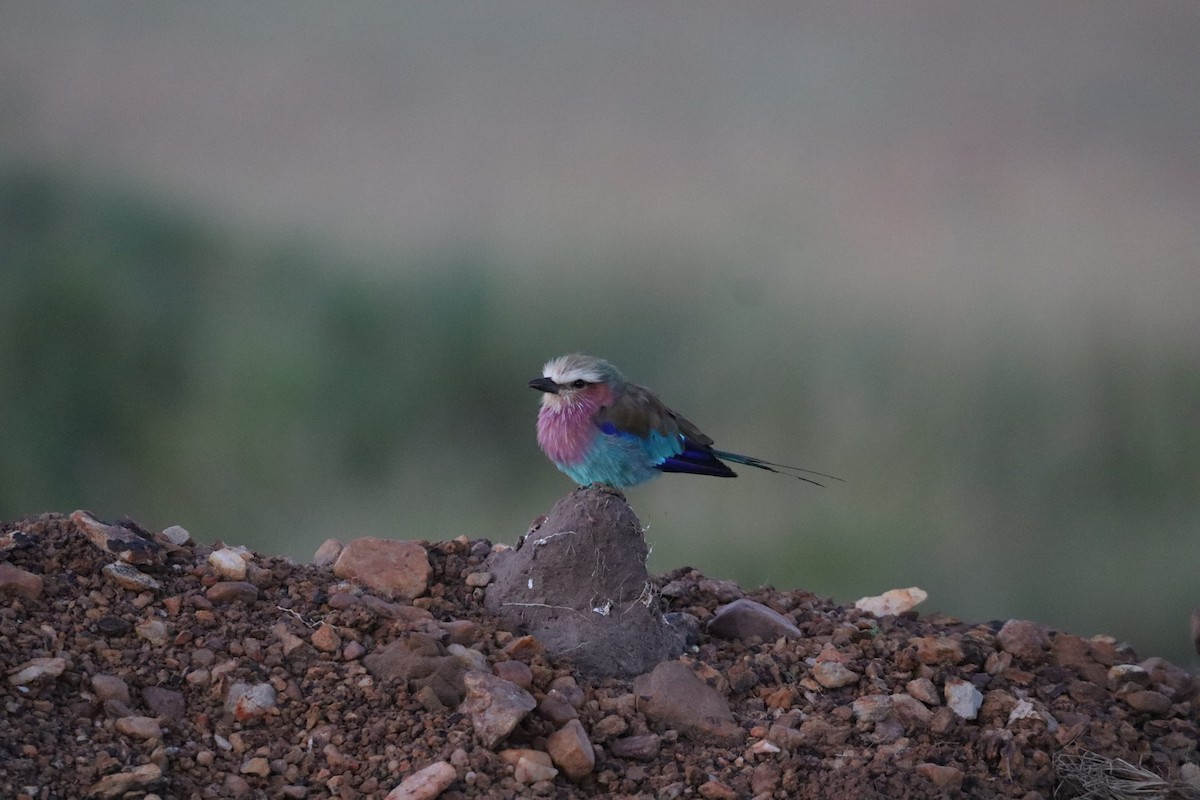 Lilac-breasted Roller - ML642542575