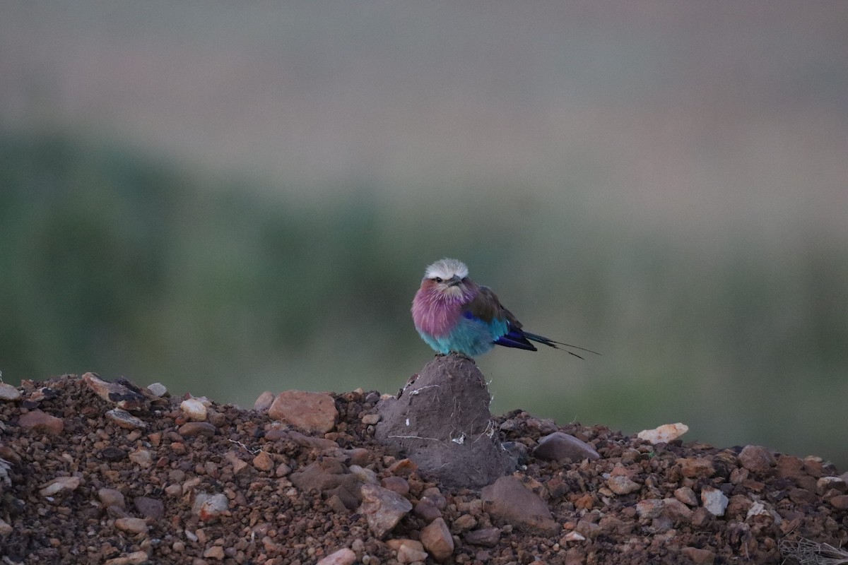 Lilac-breasted Roller - ML642542576