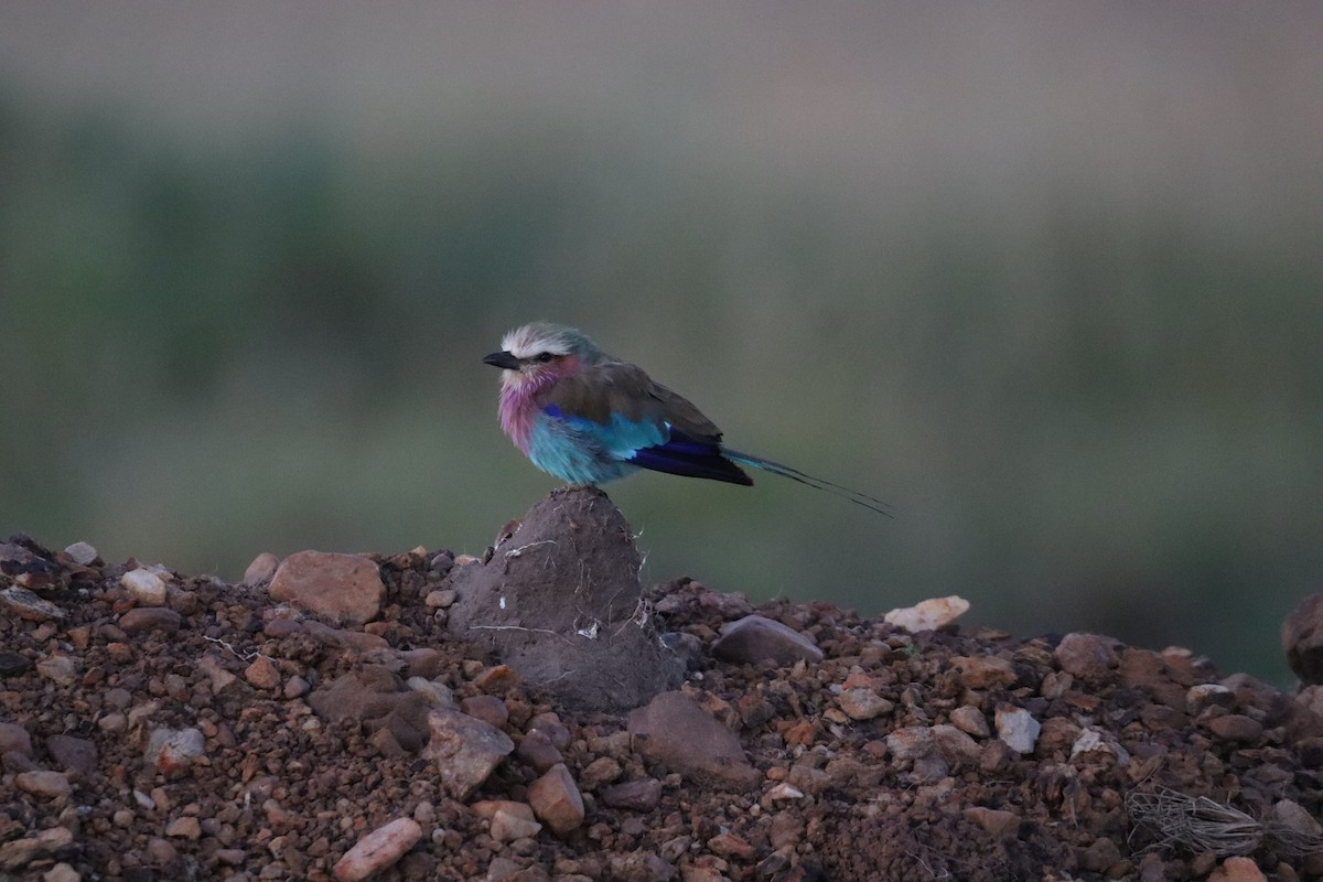 Lilac-breasted Roller - ML642542577