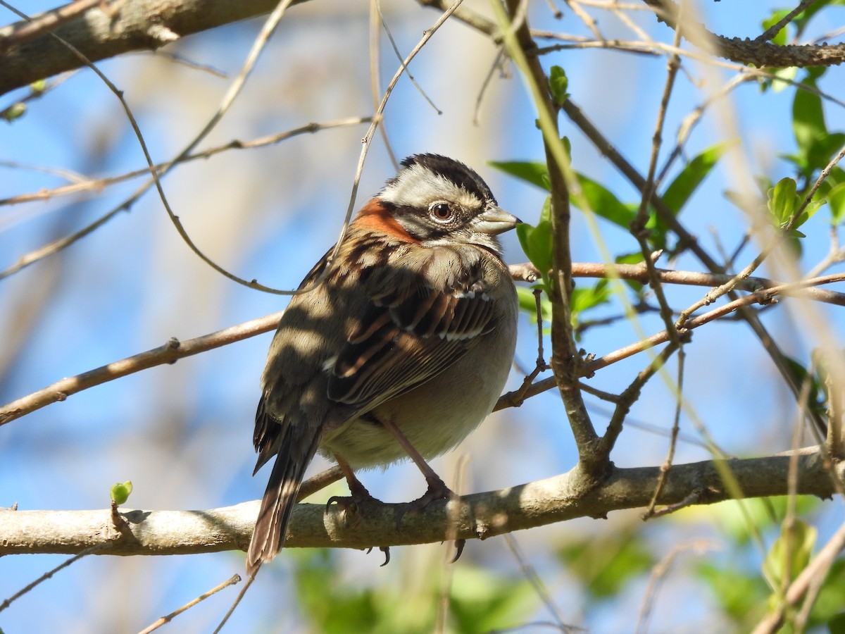 Rufous-collared Sparrow - ML642542594