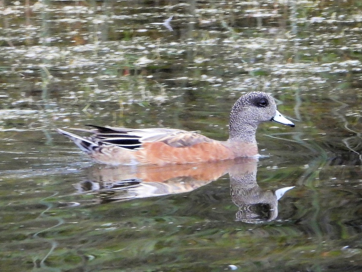 Canard d'Amérique - ML642542607