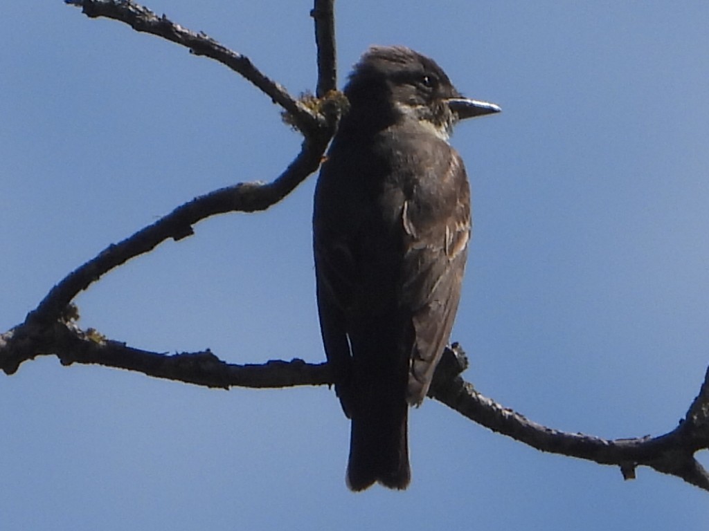 Olive-sided Flycatcher - ML642542615