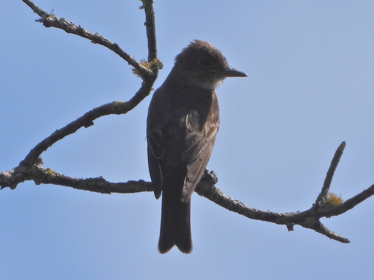 Olive-sided Flycatcher - ML642542616