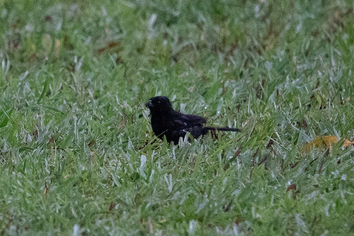 カワリヒメウソ - ML642542624