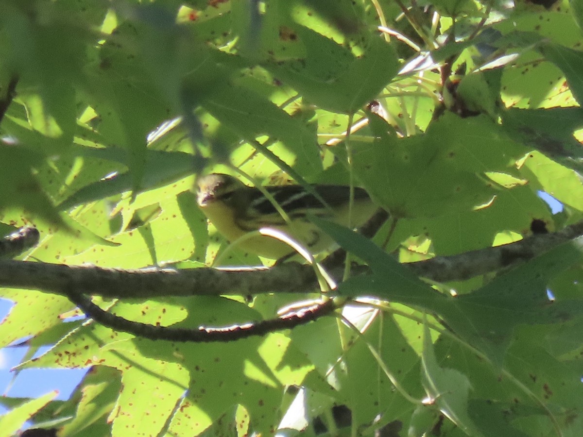 Blackburnian Warbler - ML642542633