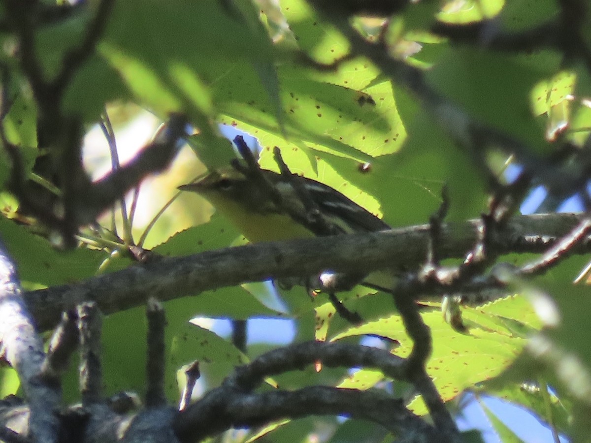 Blackburnian Warbler - ML642542634