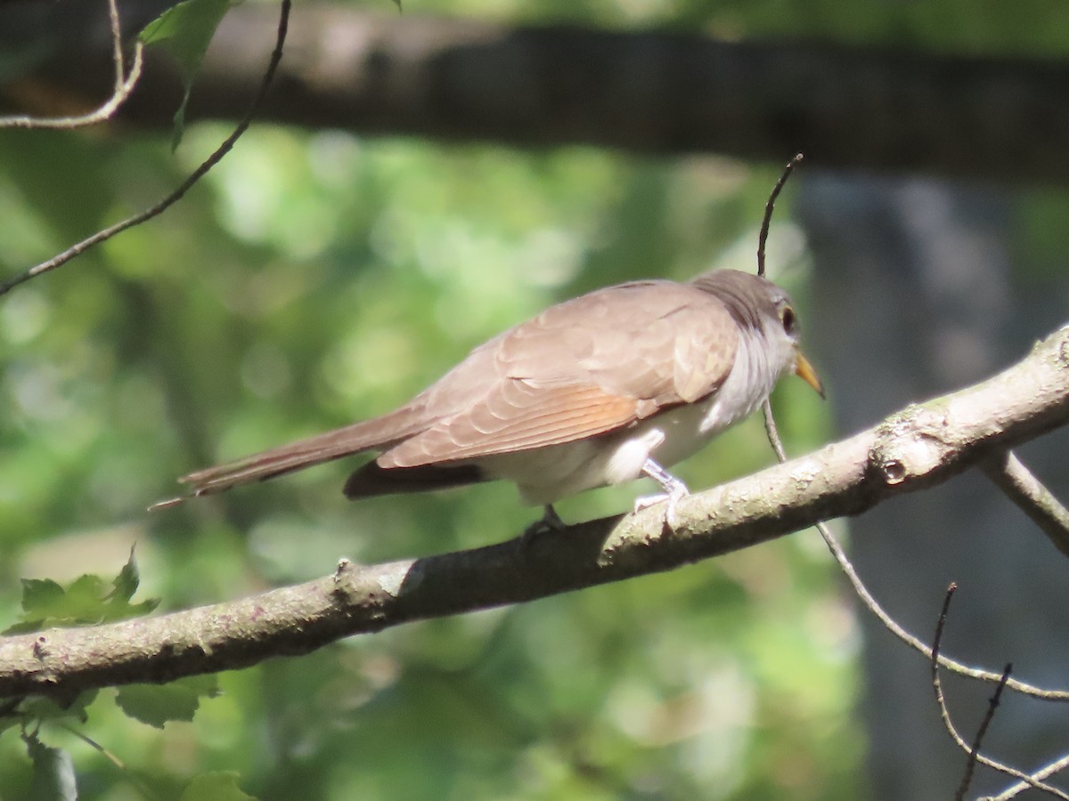 Yellow-billed Cuckoo - ML642542642