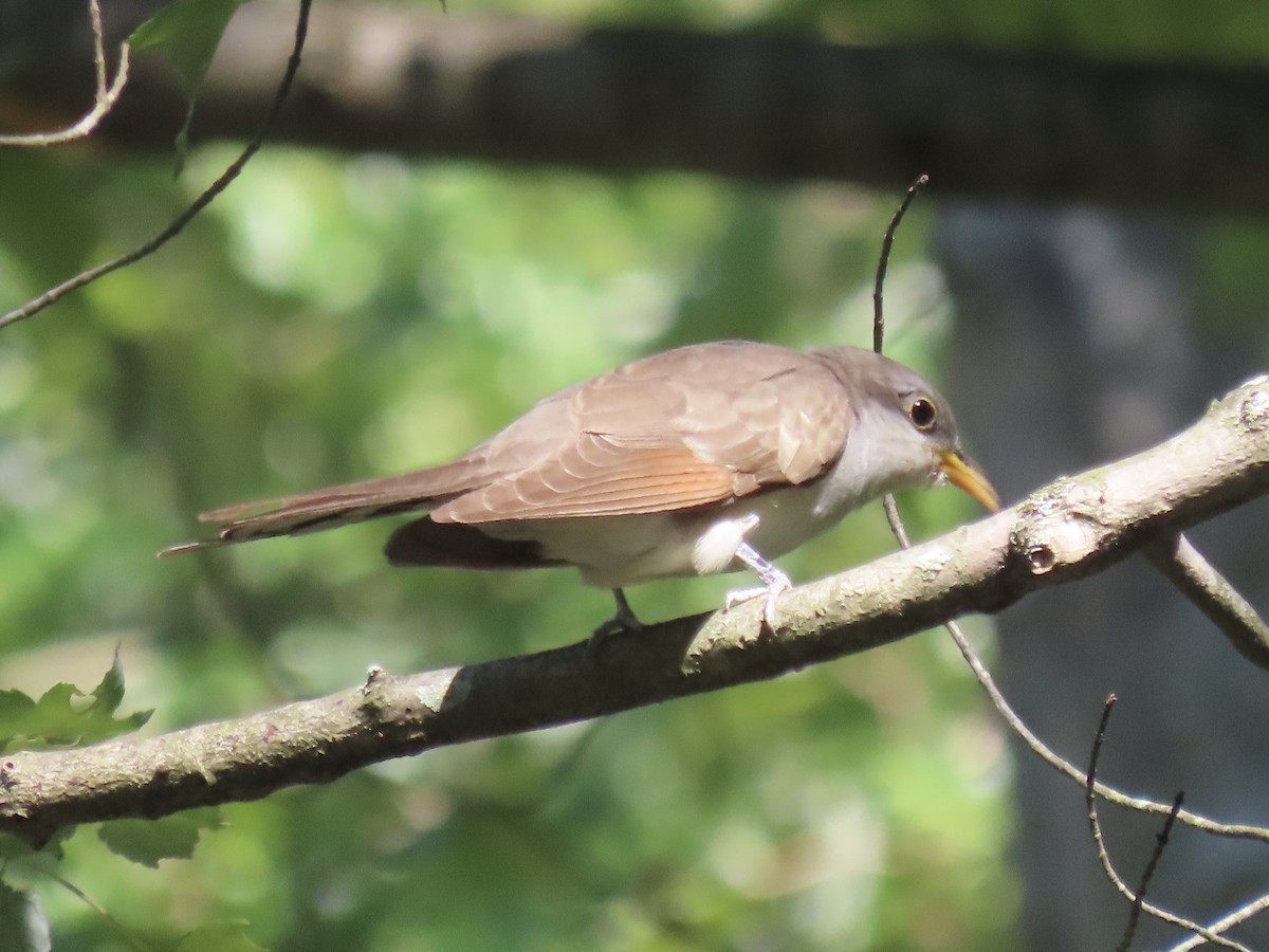 Yellow-billed Cuckoo - ML642542644