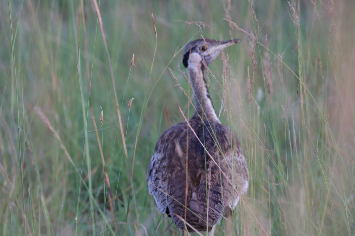 Black-bellied Bustard - ML642542648