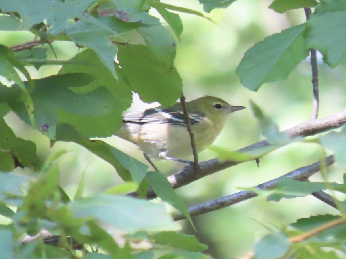 Bay-breasted Warbler - ML642542660