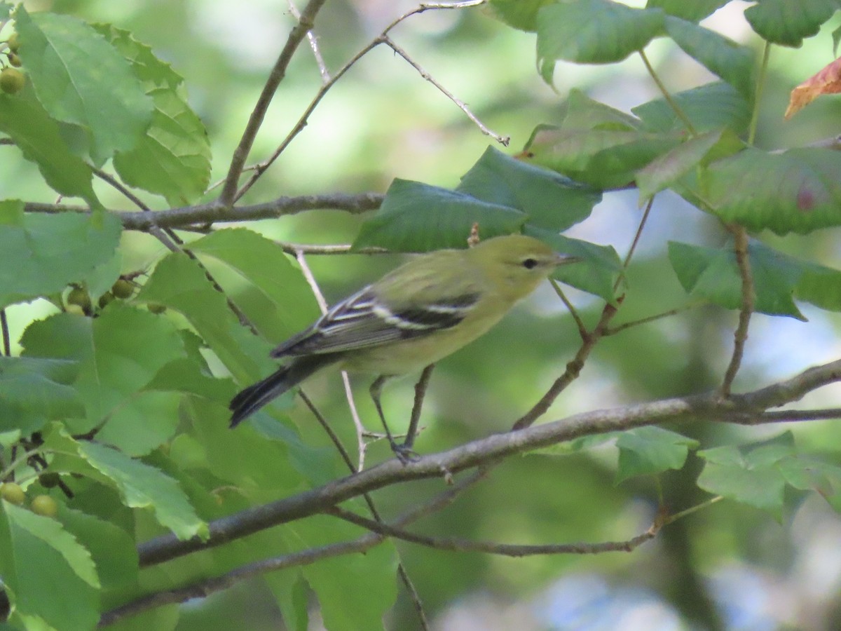 Bay-breasted Warbler - ML642542661