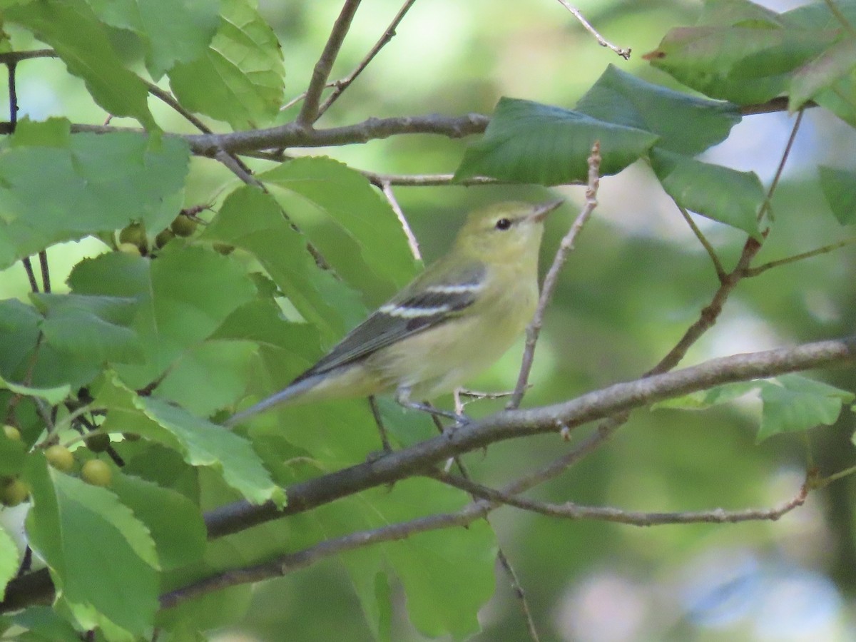 Bay-breasted Warbler - ML642542662