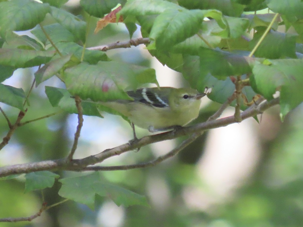 Bay-breasted Warbler - ML642542663