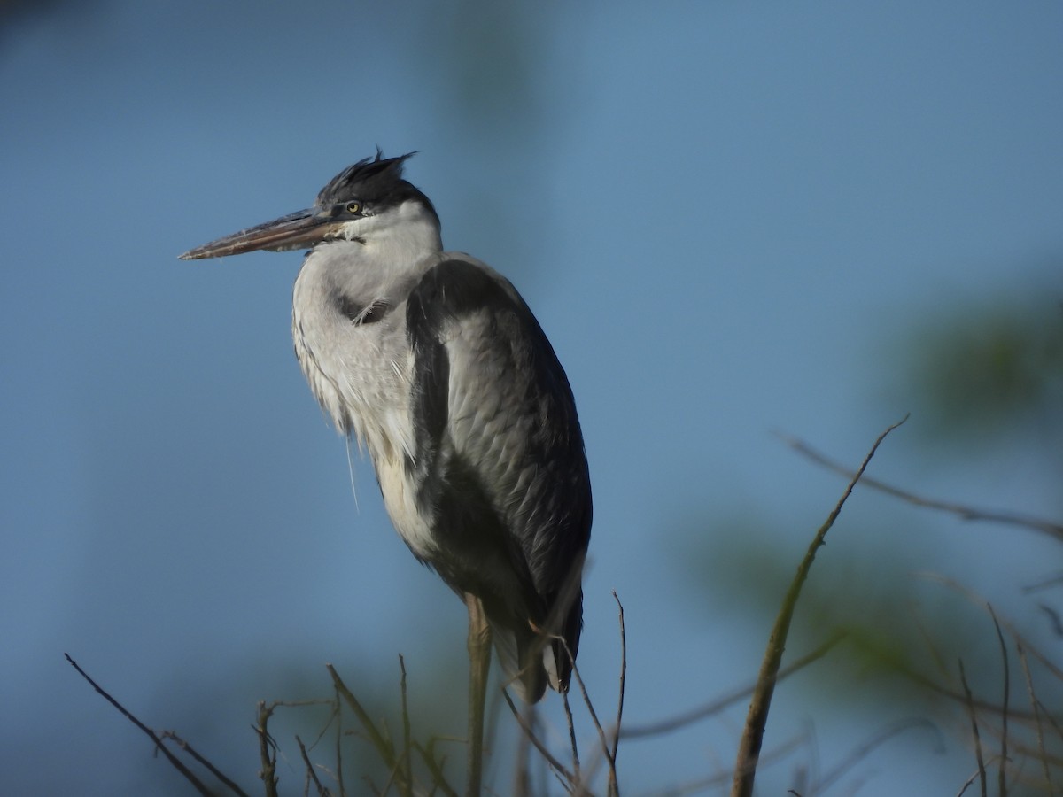 Cocoi Heron - ML642542666