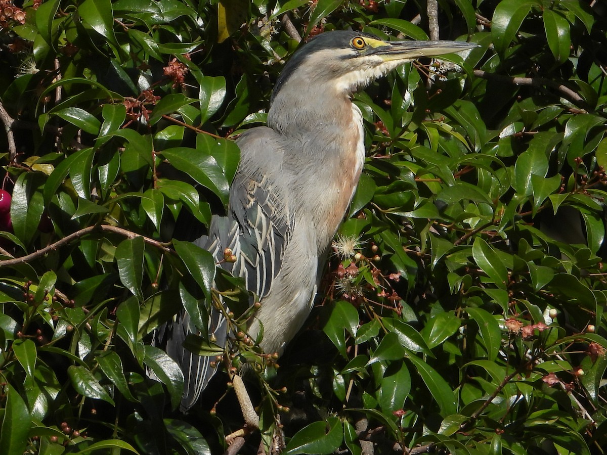 Striated Heron (South American) - ML642542684