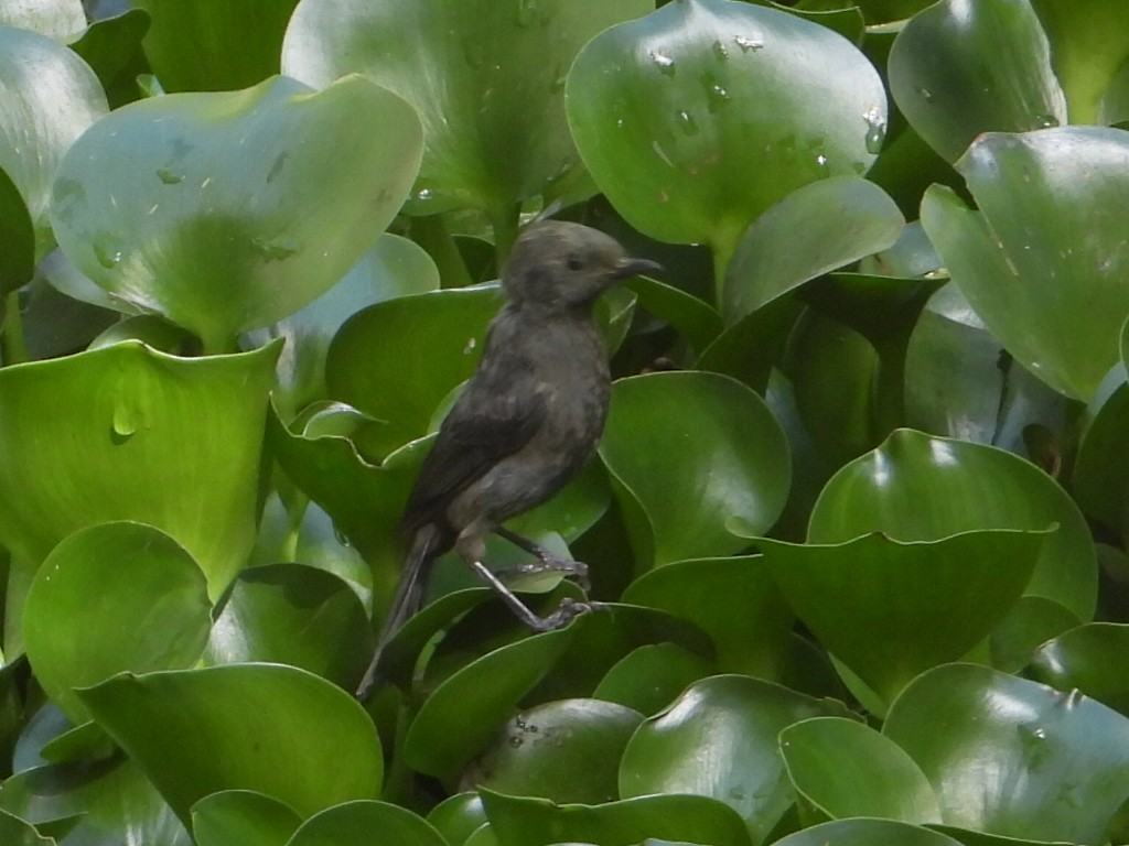 Black Flowerpiercer - ML642542704