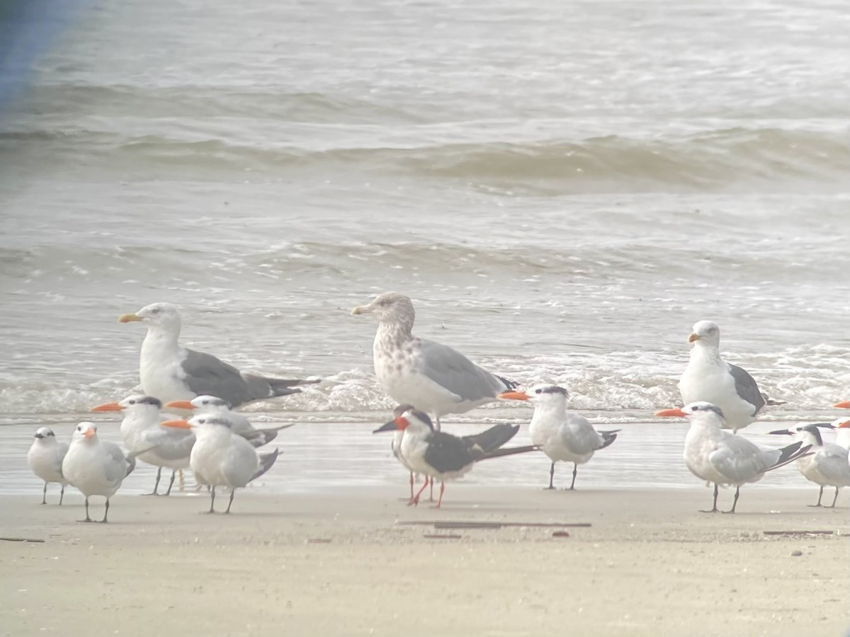 Lesser Black-backed Gull - ML642542709