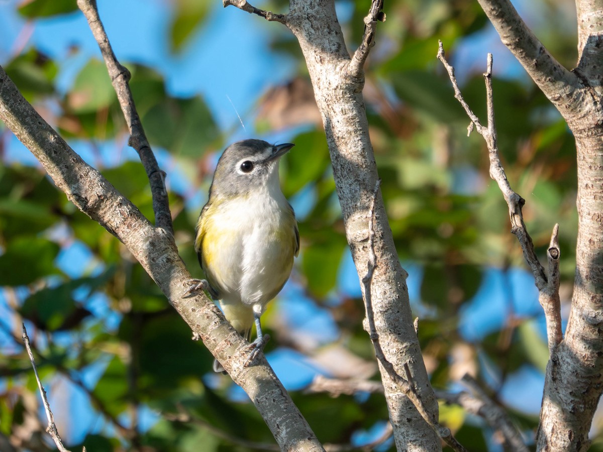 Blue-headed Vireo - ML642542711