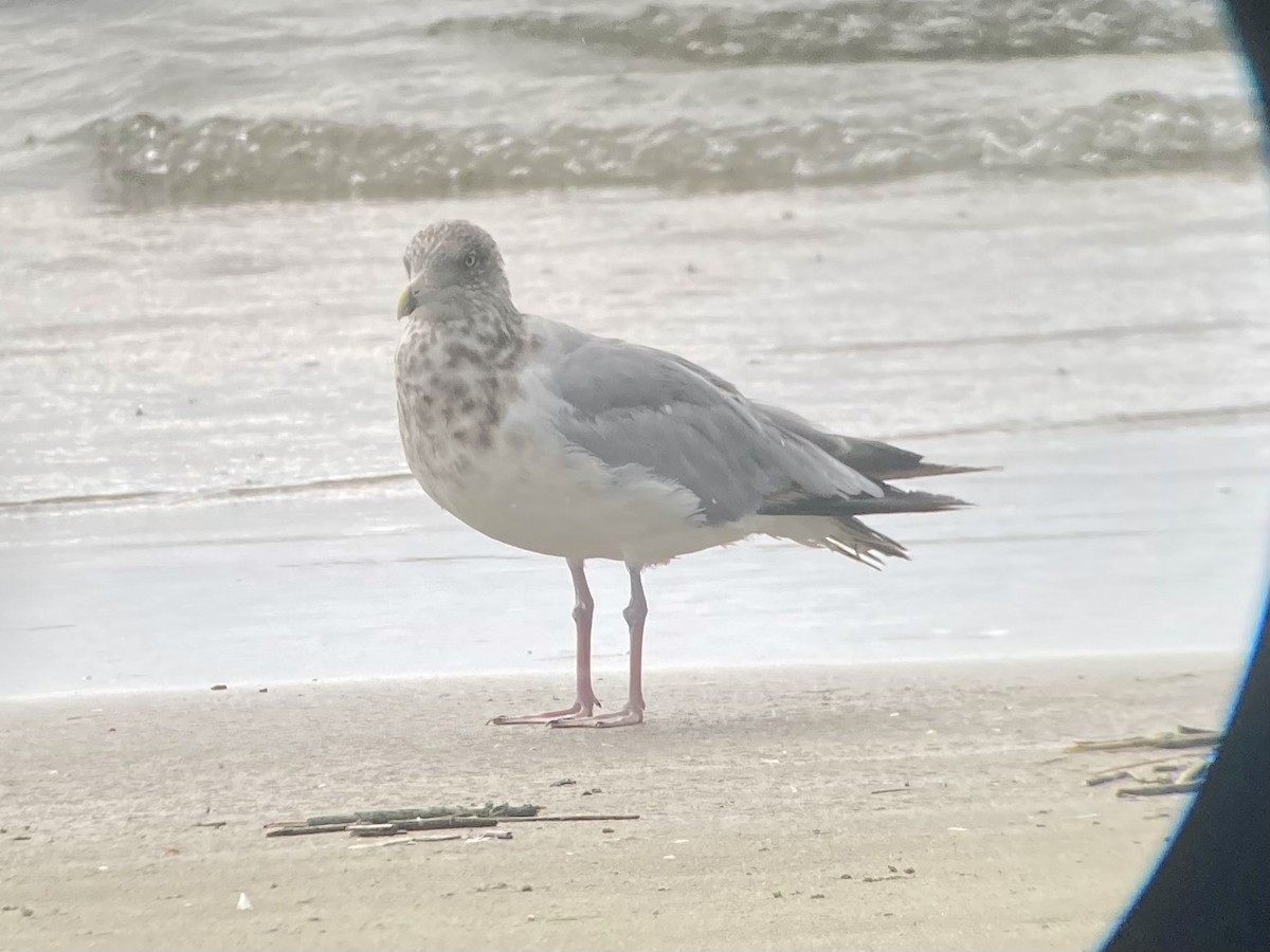 American Herring Gull - ML642542716