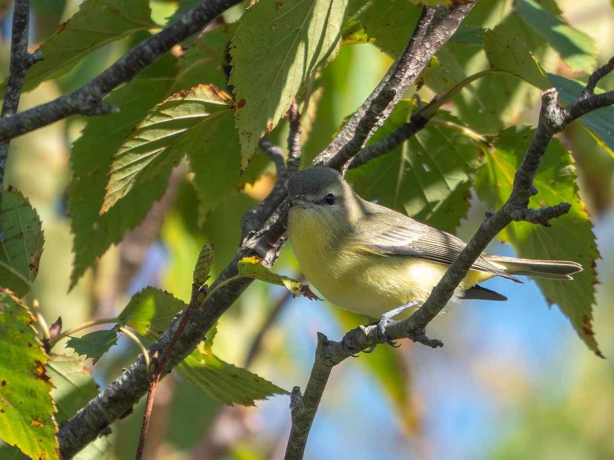 Philadelphia Vireo - ML642542725