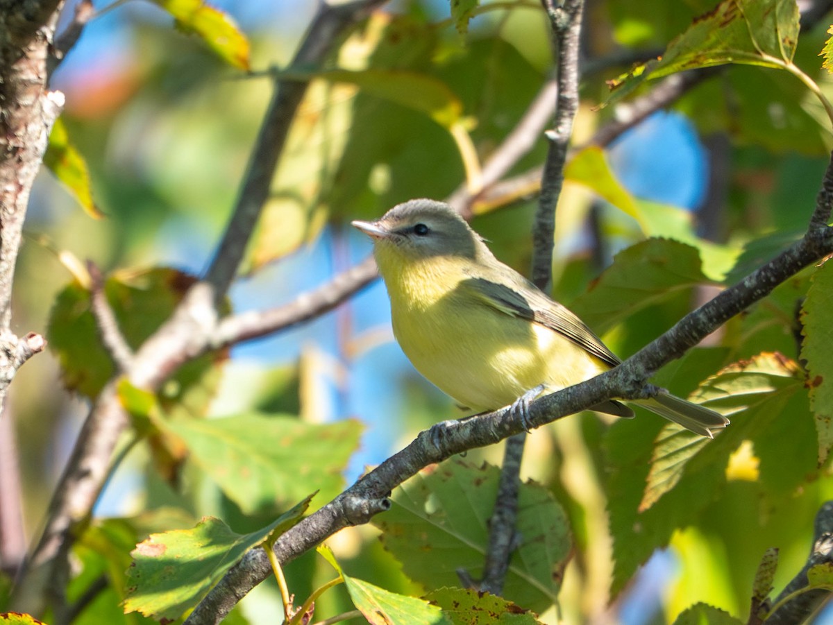 Philadelphia Vireo - ML642542726