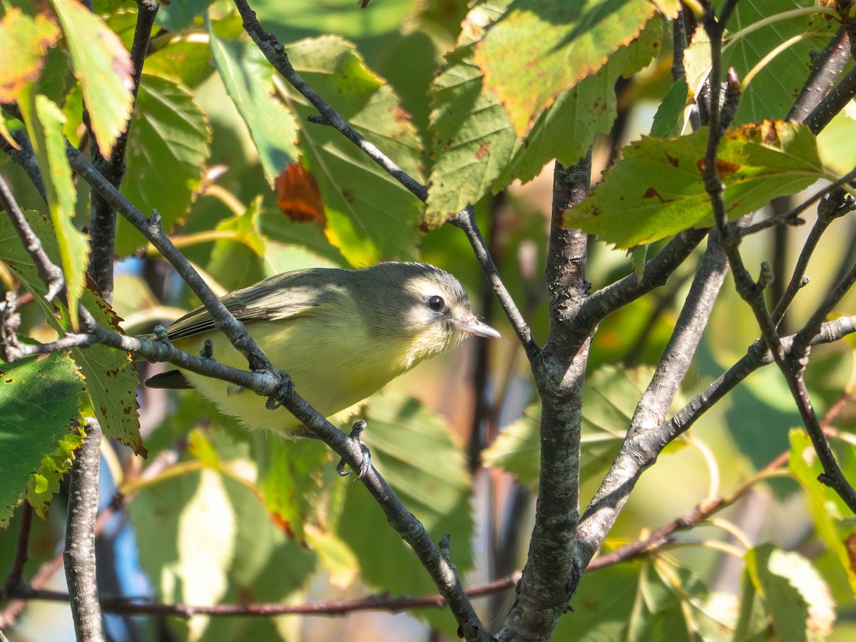 Philadelphia Vireo - ML642542727