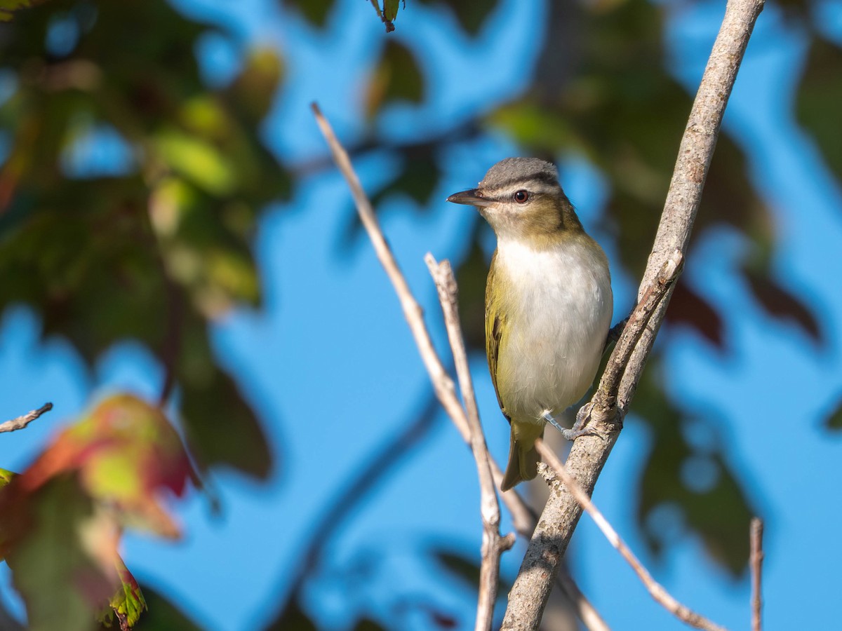 Red-eyed Vireo - ML642542732