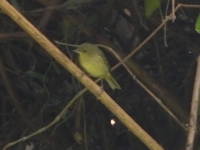 Rusty Flowerpiercer - ML642542746