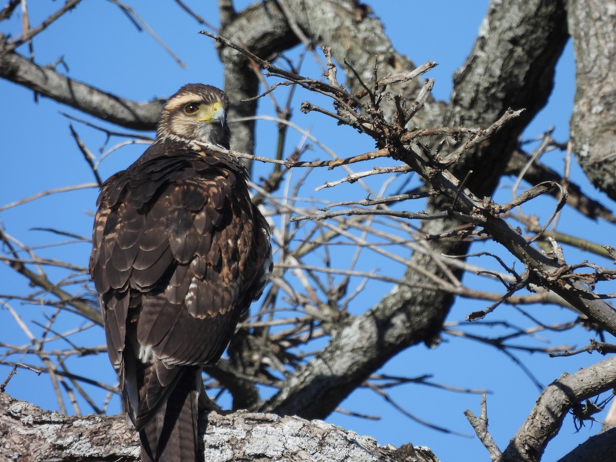 Harris's Hawk - ML642542757
