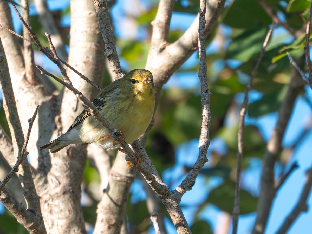 Blackpoll Warbler - ML642542761