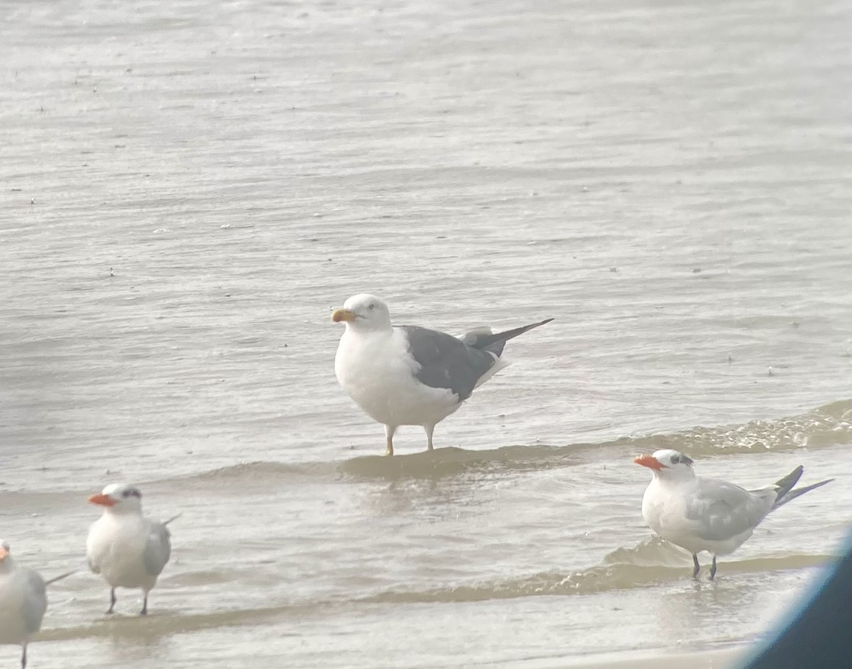 Lesser Black-backed Gull - ML642542766