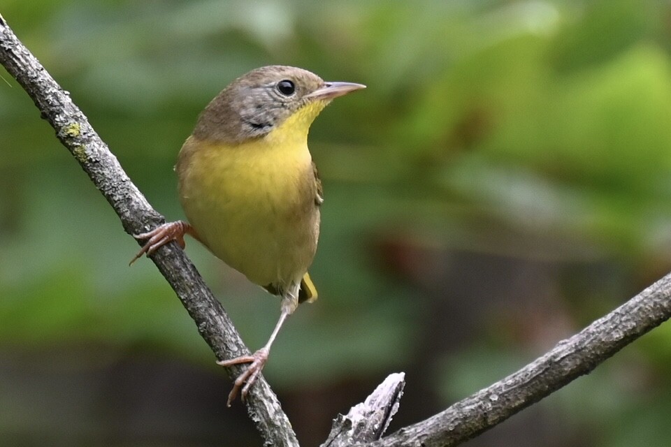 Common Yellowthroat - ML642542789