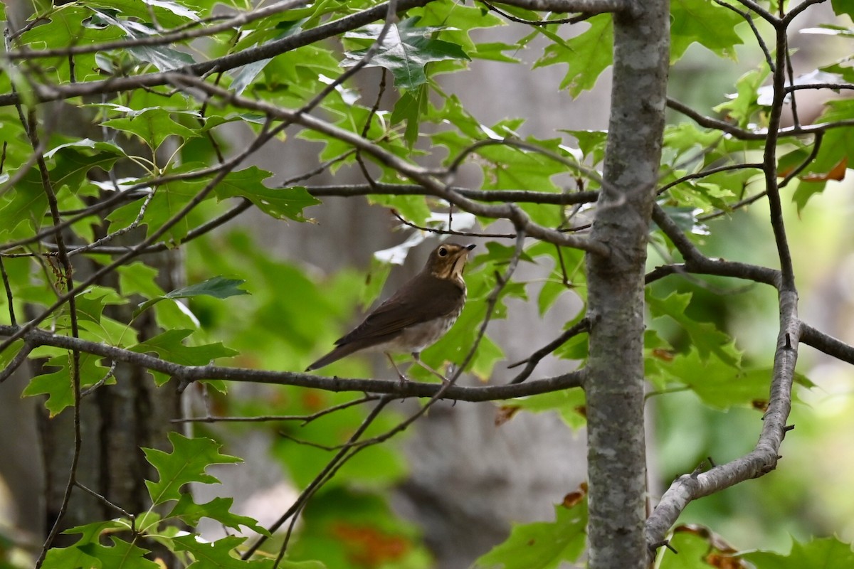Swainson's Thrush - ML642542805