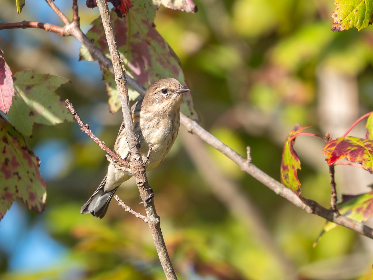 Yellow-rumped Warbler (Myrtle) - ML642542806