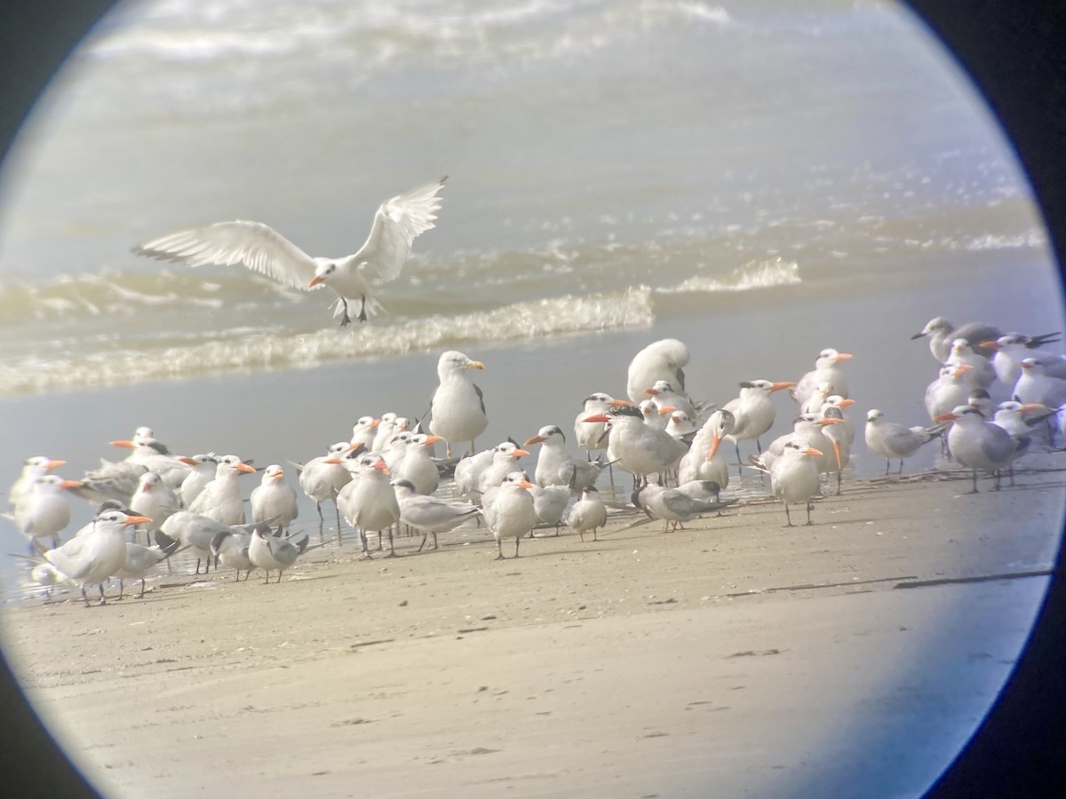 Royal Tern - ML642542823