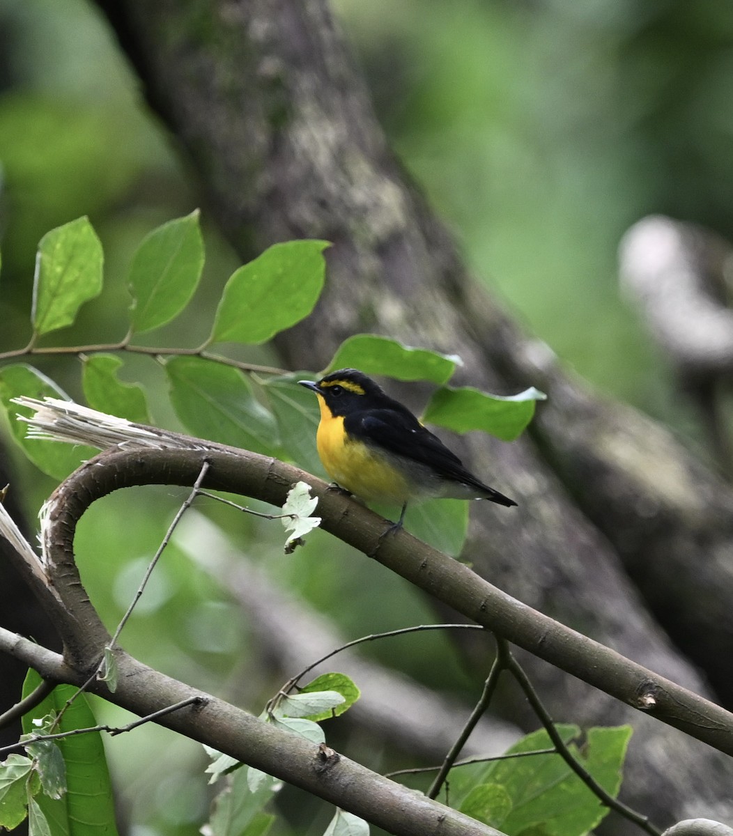 Narcissus Flycatcher - ML642542826