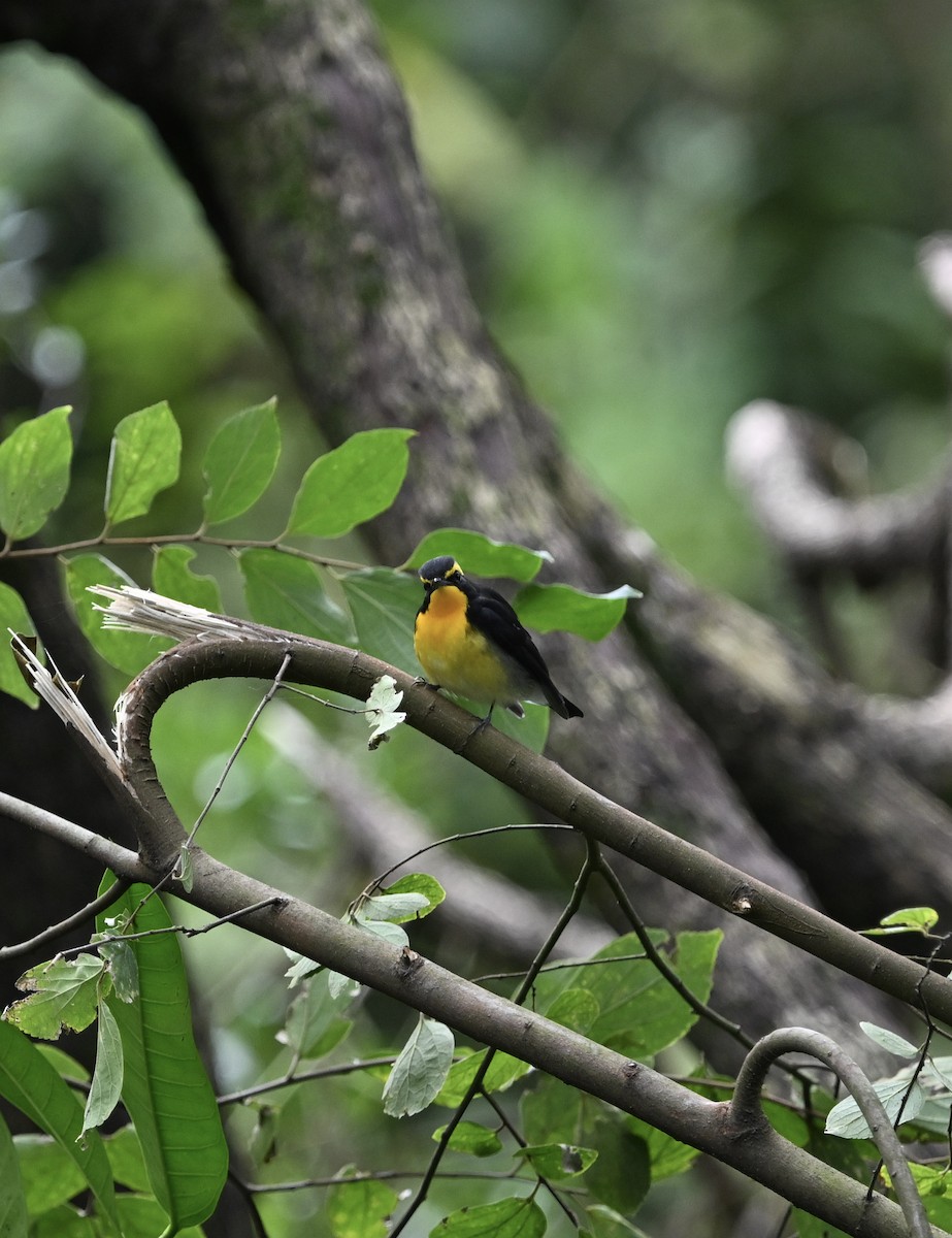 Narcissus Flycatcher - ML642542827