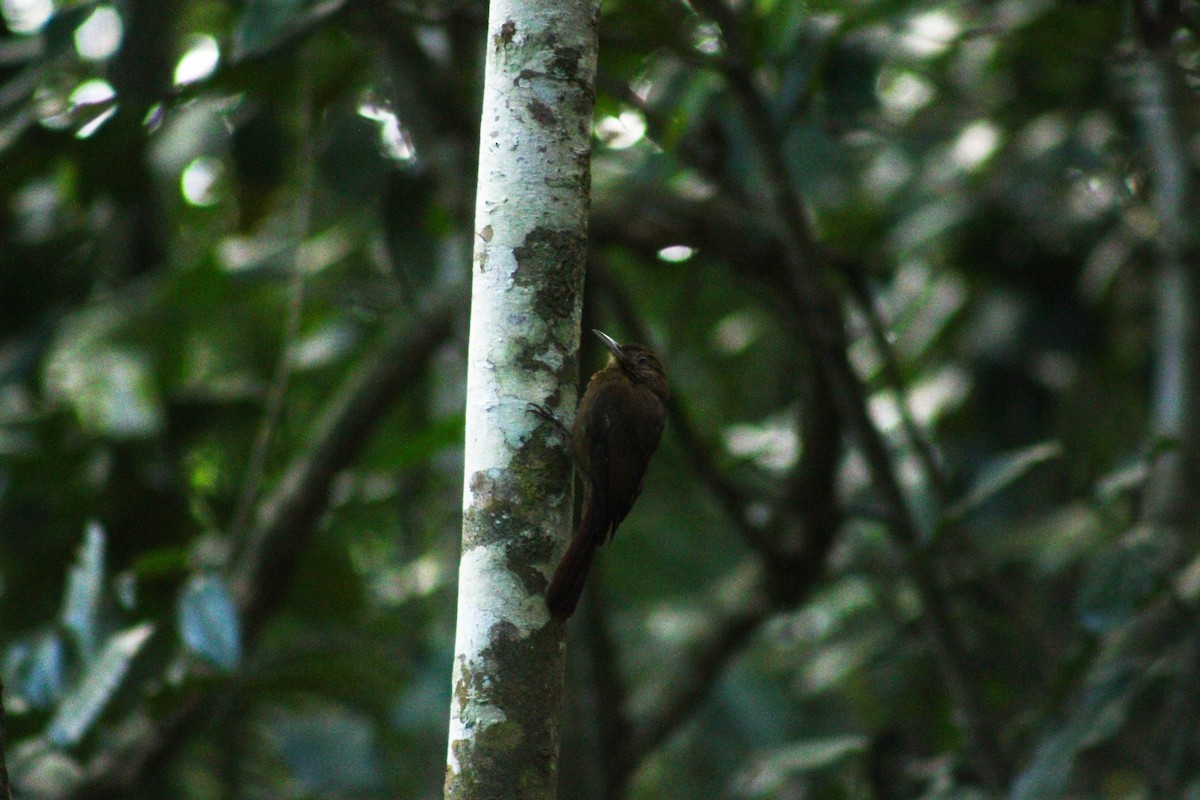 Plain-winged Woodcreeper - ML642542837