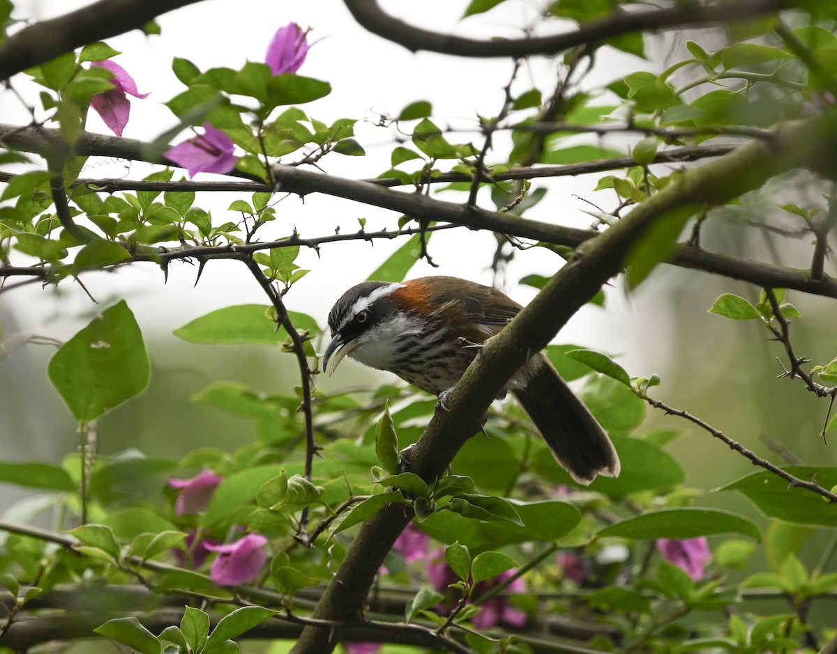 Taiwan Scimitar-Babbler - ML642542839