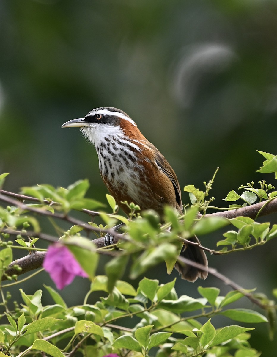 Taiwan Scimitar-Babbler - ML642542840