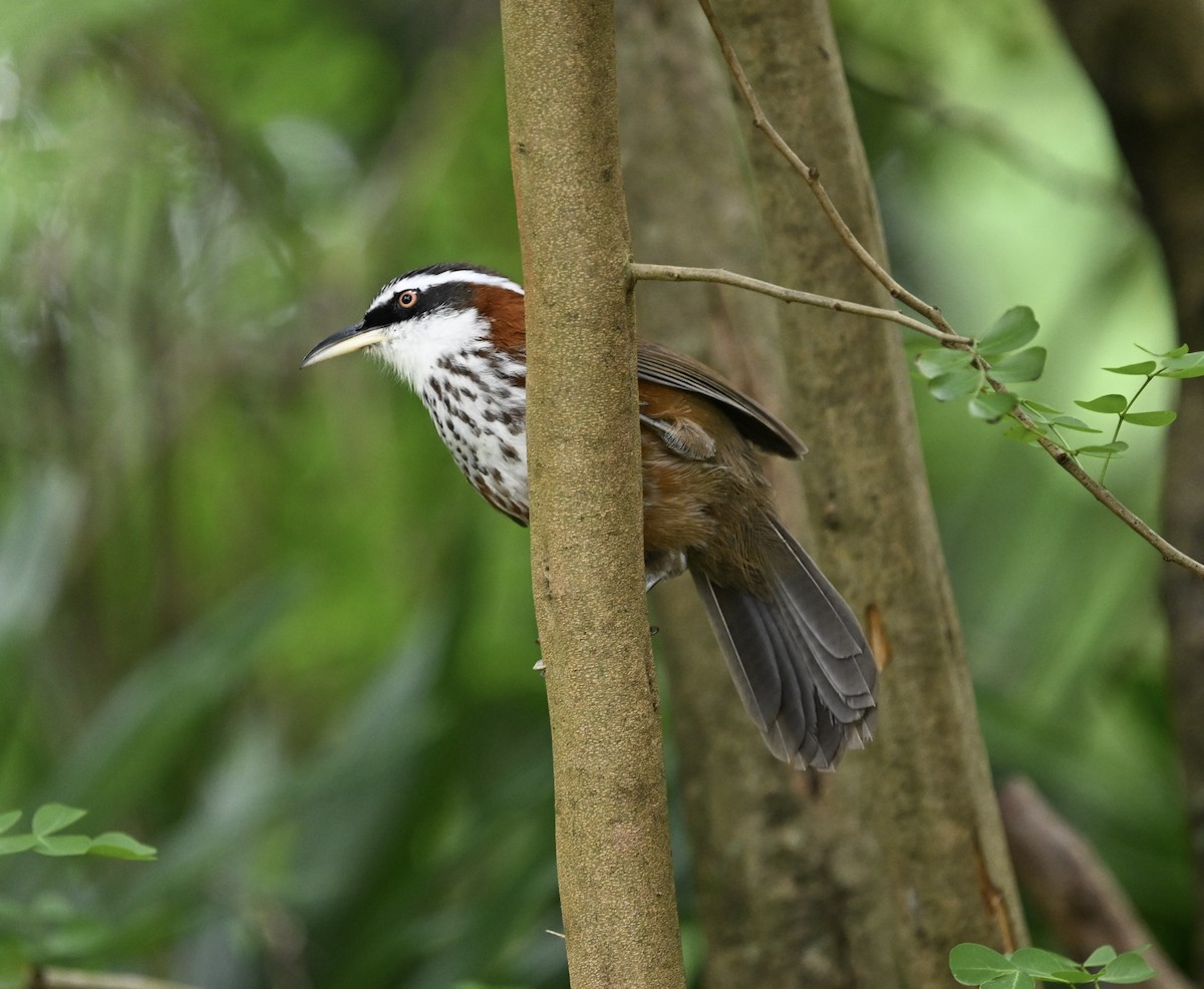 Taiwan Scimitar-Babbler - ML642542841