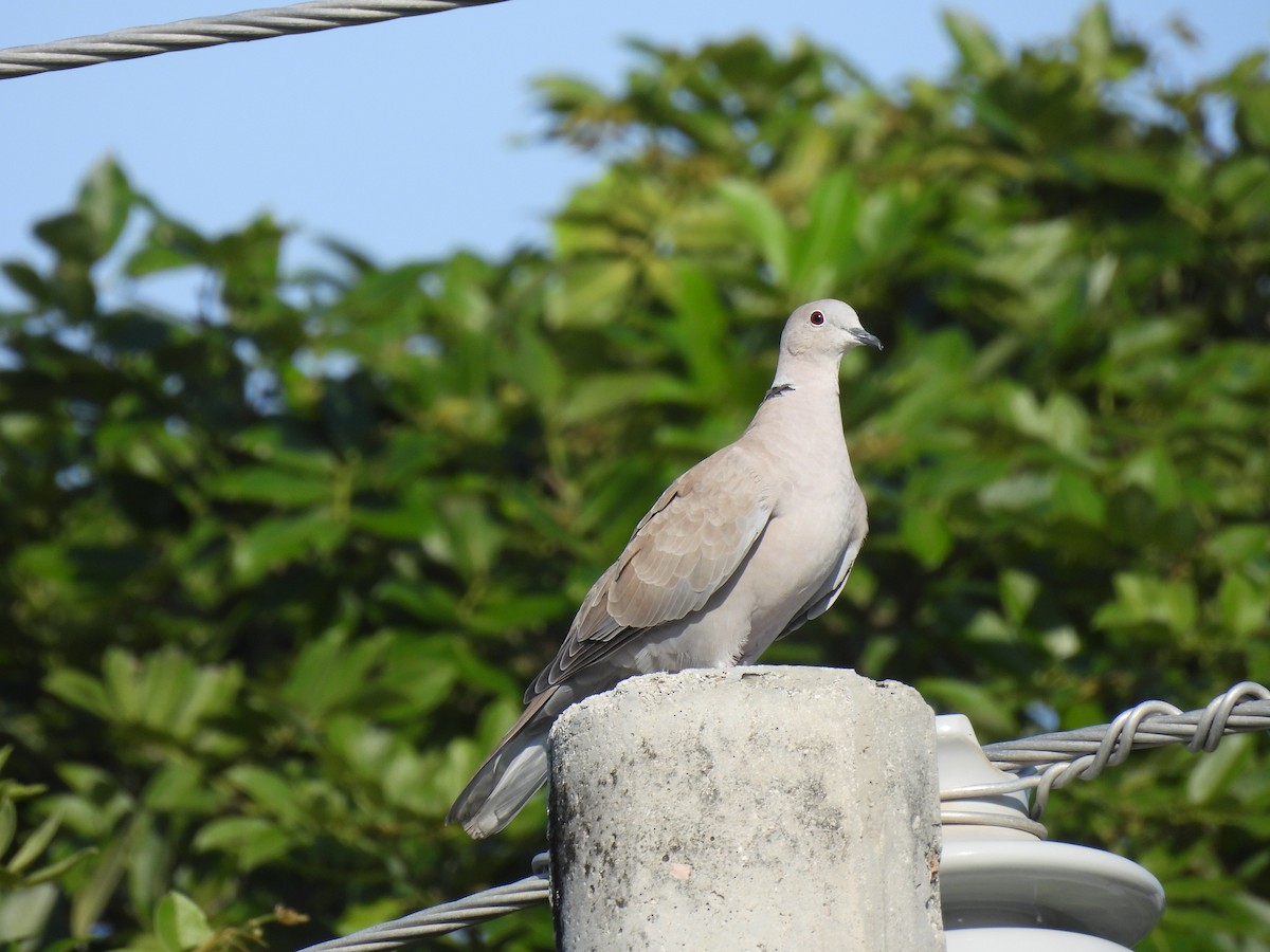 hrdlička zahradní - ML642542842