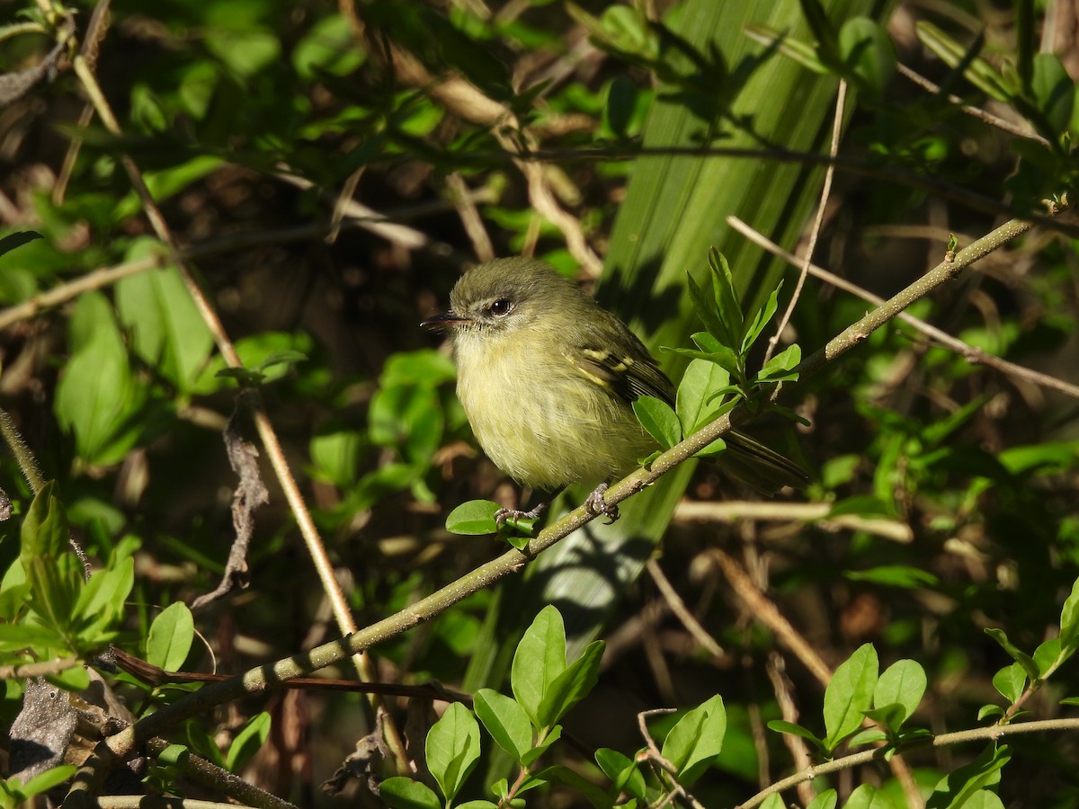 Mottle-cheeked Tyrannulet - ML642542867