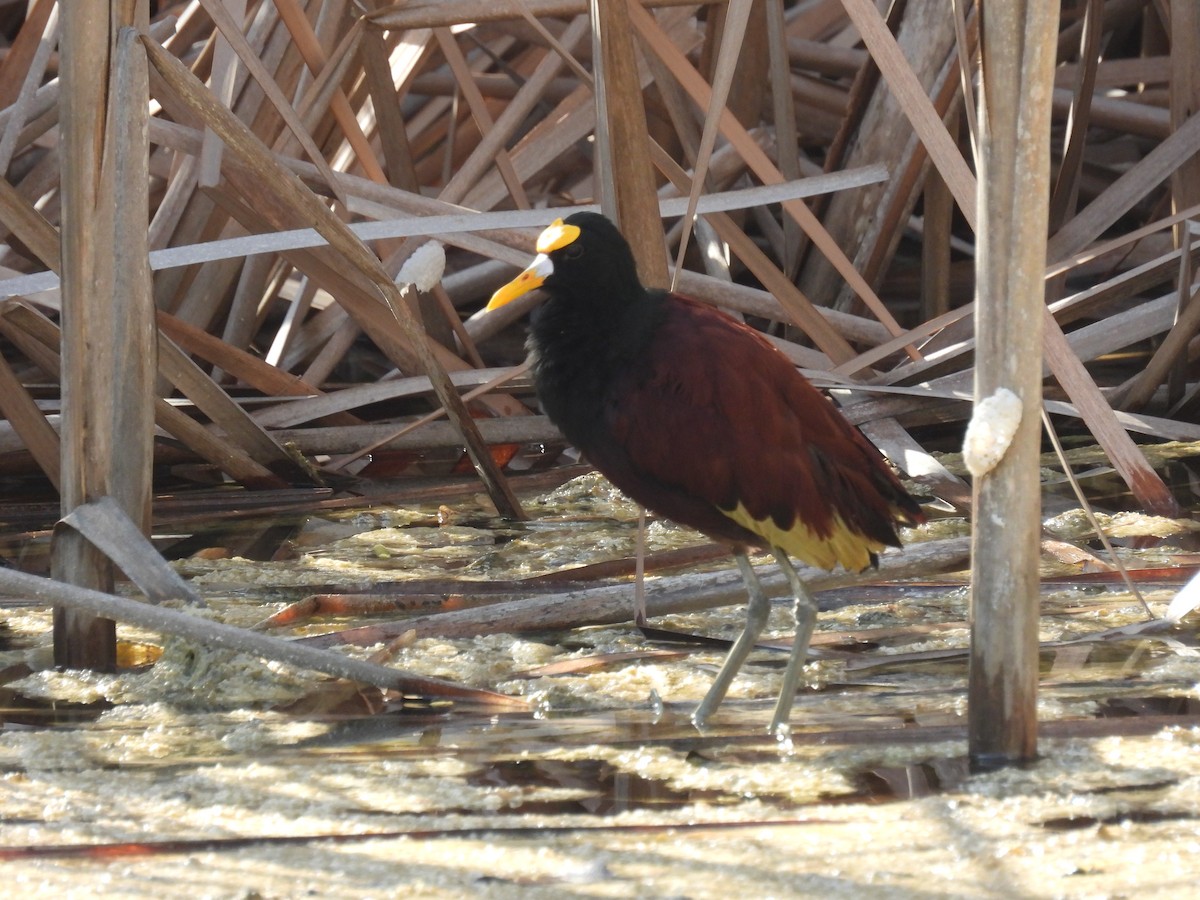 ostnák trnitý - ML642542868