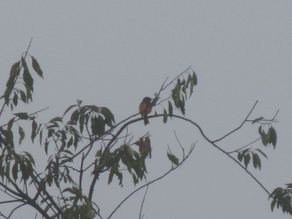 Baltimore Oriole - ML642542888
