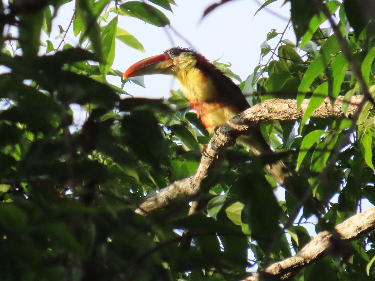 Curl-crested Aracari - ML642542898