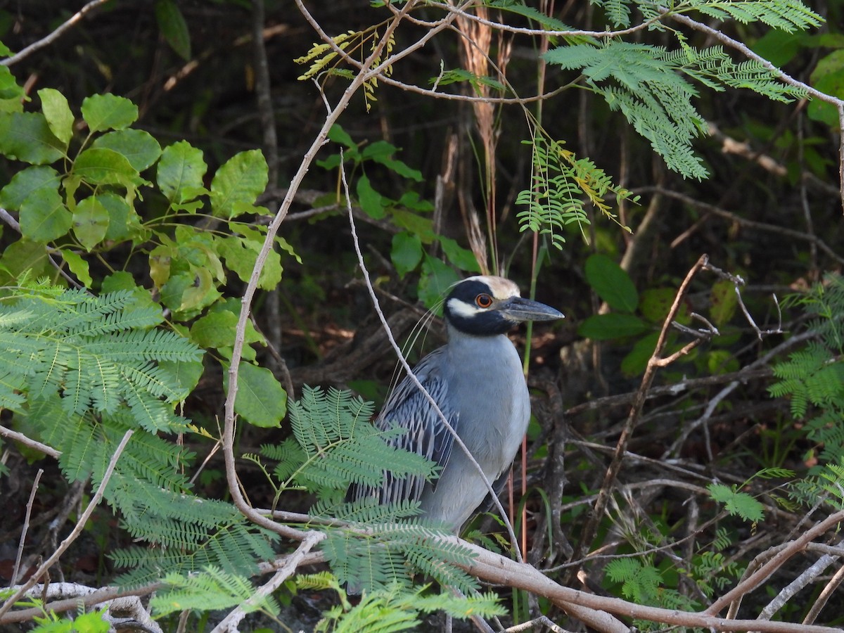 kvakoš žlutočelý - ML642542911